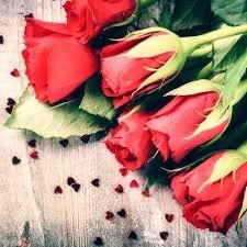 valentine week (rose day)

